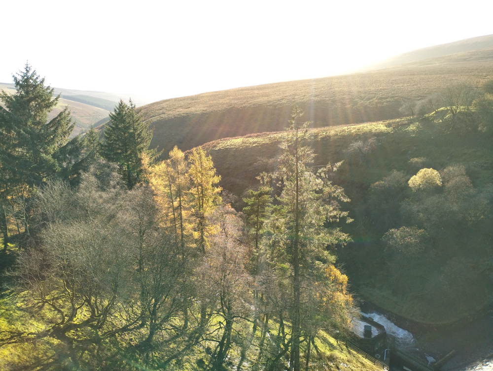 Trees at the water reservoir in the Black Mountains