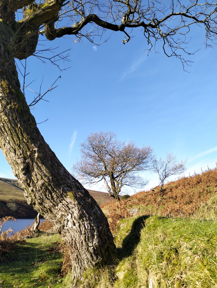 Tree at the water reservoir in the Black Mountains Wales