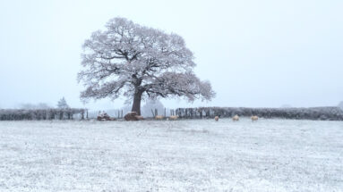 Wales Dingestow Court Old Lands Monmouthshire snow landscapes