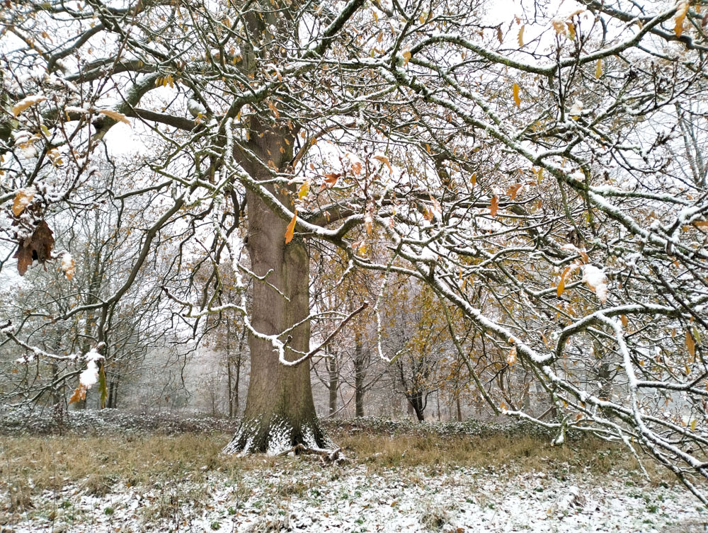 Wales Dingestow Court Old Lands Monmouthshire snow landscapes