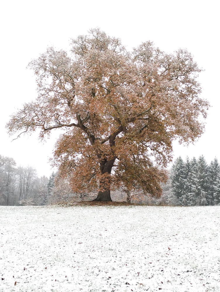 Wales Dingestow Court Old Lands Monmouthshire snow landscapes