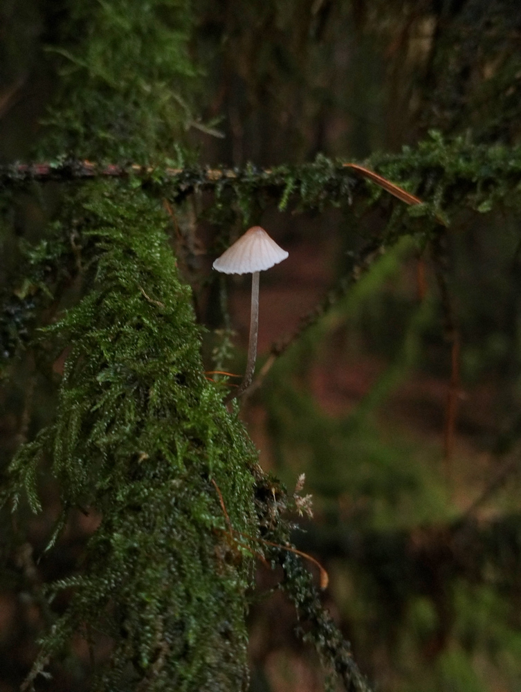 The Enchanted Forest in magical Wales Brecon Beaons Stephanie Joyous Mind Travel blog Fairy Fungi moss rainforest