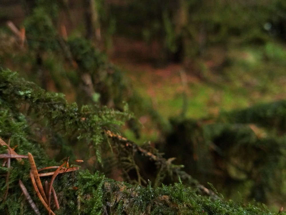 The Enchanted Forest in magical Wales Brecon Beaons Stephanie Joyous Mind Travel blog Fairy Fungi moss rainforest