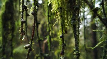 The Enchanted Forest in magical Wales Brecon Beaons Stephanie Joyous Mind Travel blog Fairy Fungi moss rainforest