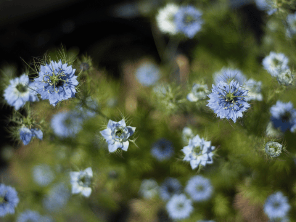 Flowery Garden