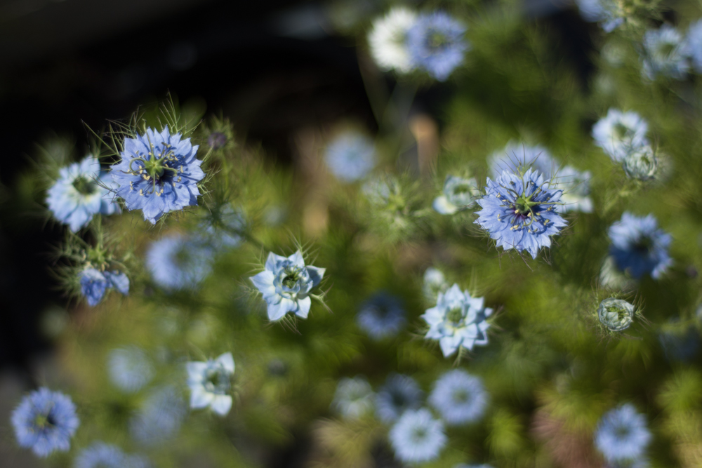 Beautiful flowers in the garden macro photography